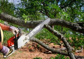 How Our Tree Care Process Works  in De Pere, WI